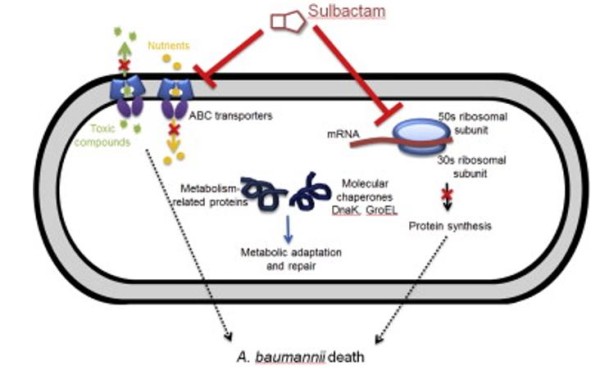 Vai trò của Ampicillin-sulbactam liều cao trong điều trị nhiễm trùng nặng do Acinetobacter baumannii đa kháng