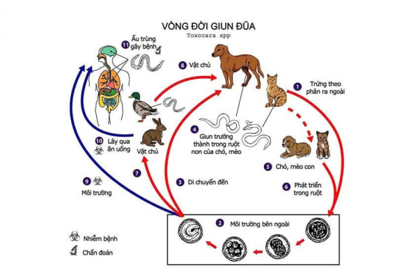 Xét nghiệm vi sinh trong chẩn đoán giun đũa chó mèo