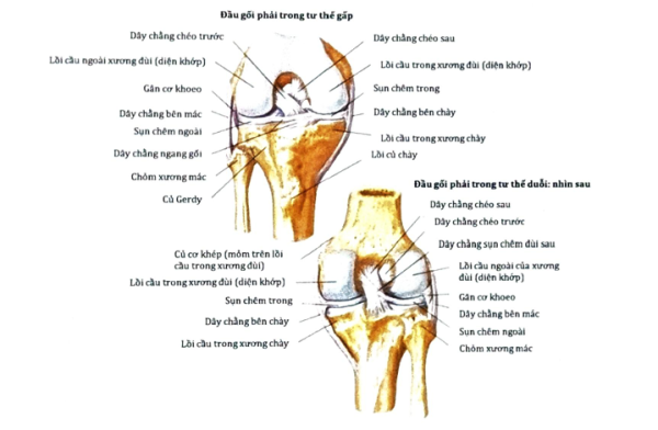 Phục hồi chức năng sau phẫu thuật tái tạo dây chằng chéo sau (PCL)